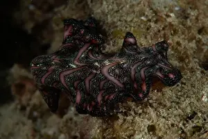Critter Prints: Macro life - Bangka Island