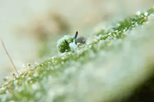 Meska Skola Prints: Macro life - Bangka Island