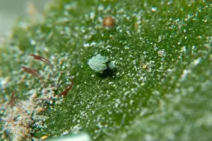 Meska Skola Prints: Macro life - Bangka Island