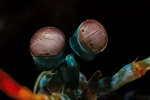 Critter Prints: Macro life - Bangka Island