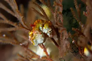 Macro Life Prints: Macro life - Bangka Island