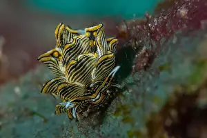 Macro Life Prints: Macro life - Bangka Island