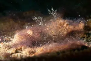 Meska Skola Prints: Macro life - Bangka Island
