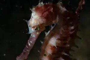 Critter Prints: Macro life - Bangka Island