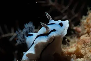 Marine Nature Prints: Macro life - Bangka Island