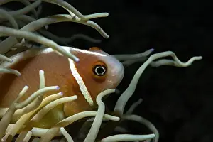 Anemone Fish Prints: Macro life - Bangka Island