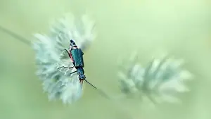 Macro of a malachite beetle ( Malachius Bipustulatus ) on a cock's-foot
