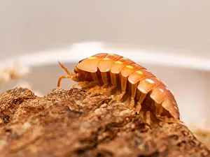 Bokeh Background Prints: Macro of orange isopod (Armadillidium frontetriangulum)