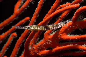 Pipefish Prints: Macro photo of a brown Longsnout pipefish (Syngnathus temminckii) underwater in a bright orange sea fan