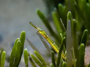 Cape Town Prints: Macro photo of a green Longsnout pipefish (Syngnathus temminckii) hiding in the seagrass
