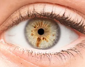 Iris Prints: Macro photo of human eye, iris, pupil, eye lashes, eye lids