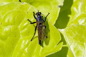 Macro photo of a Robber Fly, Eutolmus rufibarbis