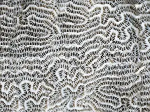 Polyp Prints: Macro photography. Abstract background coral close-up