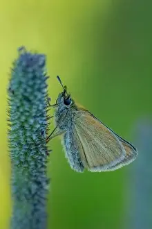 Field Study Prints: Macro photography gives one the opportunity to observe the world of insects that thrives around us yet goes un noticed