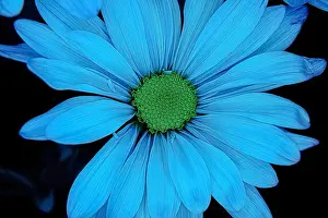 Chamomile Prints: Macro photography of a light blue daisy