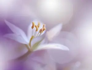 Macro Photography.Floral abstract pastel background with copy space.White flower in soft style for wedding card.Nature Background.Floral Art Design