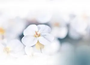 Macro Photography.Floral abstract pastel background with copy space.White flowers in soft style for wedding card.Blue Nature Background.Pure, water