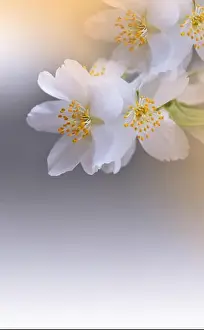 Macro Photography.Floral abstract pastel background with copy space.White Jasmine flowers in soft style for wedding card.Orange Nature Background.Pure