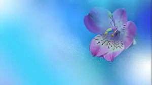 Macro Photography.Floral abstract pastel blue background with copy space.Pink flower in soft style for wedding card.Nature Background.Poster, postcard