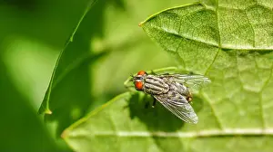 Pest Prints: Macro shallow focus shot of a flesh-fly or blow-fly on a green leaf