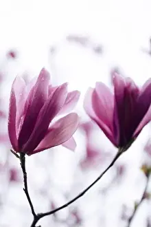 Macro shot of blooming magnolia flowers with pink petals and water drops