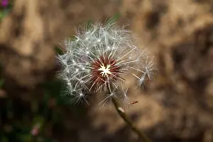 Allergies Prints: Macro shot of a dandelion seed head in a private garden, Marin County, California, USA