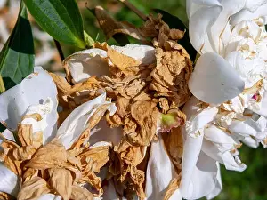 Peony Prints: macro shot of withered white peony leaves, autumn outdoor shot
