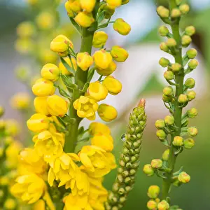 Pistil Prints: A macro shot of the yellow blossom of a mahonia japonica bush