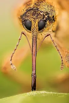 Snout Prints: Macro Stacking Focus portrait of Acorn Weevil. His Latin name is Curculio glandium