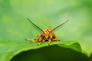 Macro front view of Nepita moth on the leaf which have scientific name Nepita conferta. Used selective focus