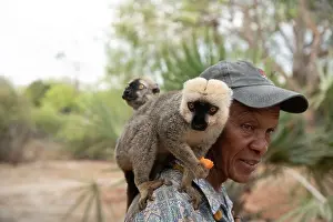 Madagascar Prints: Madagascar. 19 october 2023. flock of brown lemurs takes food from a man's hand in Madagascar