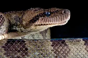 Ambush Predator Prints: Madagascar tree boa / Sanzinia madagascariensis