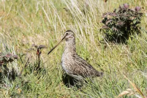 Eco Tourism Prints: Magellanic Snipe, Gallinago magellanica