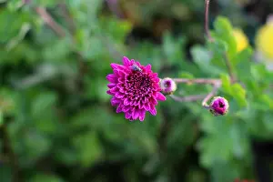 Chrysanthemum Prints: magenta flowers images