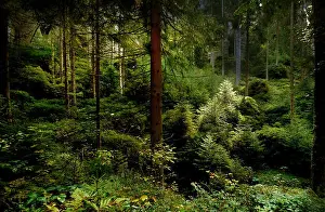 Nightmare Prints: Magic dark forest. Autumn forest scenery with rays of warm light