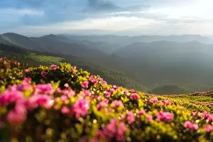 Magic pink rhododendron flowers blooming on green summer meadow. Incredible spring morning in Carpathisn mountains with amazing pink rhododendron