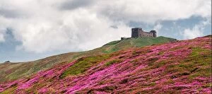 Images Dated 12th June 2014: Magic pink rhododendron flowers on summer Carpathian mountains