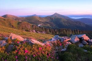Images Dated 22nd June 2017: Magic pink rhododendron flowers on summer mountain. Dramatic sky and colorful sunset