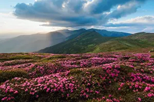 Magic pink rhododendron flowers on summer mountain. Dramatic sky and colorful sunset. Chornohora ridge, Carpathians, Ukraine, Europe