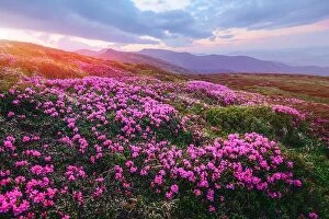 Images Dated 12th June 2014: Magic pink rhododendron flowers on summer mountain. Dramatic sky and colorful sunset