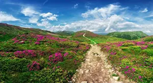 Magic pink rhododendron flowers on summer mountain. Blue sky and fluffy clouds. Chornohora ridge, Carpathians, Ukraine, Europe