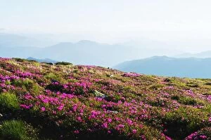 Images Dated 12th June 2014: Magic pink rhododendron flowers on summer mountain. Dramatic sky and colorful sunset