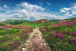 Magic pink rhododendron flowers on summer mountain. Blue sky and fluffy clouds. Chornohora ridge, Carpathians, Ukraine, Europe