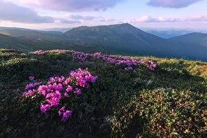 Images Dated 11th June 2014: Magic pink rhododendron flowers on summer mountain. Dramatic sky and colorful sunset