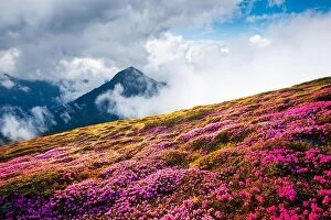 Images Dated 12th June 2014: Magical landscape with charming pink rhododendron flowers at Carpathian mountains location