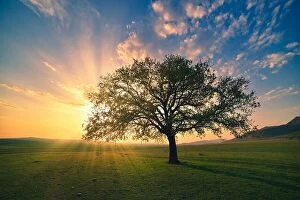 Images Dated 14th April 2018: Magical sunrise with warm sun rays, green meadow and big tree