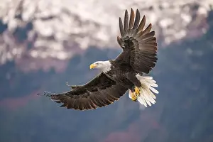 Birds Of Prey Prints: Magnificent Bald Eagle Gliding in Majestic Flight Over Scenic Sn