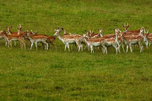 Stag Prints: Magnificent fallow deer in a parkland setting in spotty summer coats