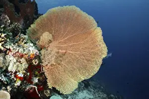 Outdoor Shots Prints: Magnificent giant fan coral (Annella mollis) spreads out over a reef in the ocean