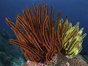 Red Coloured Prints: Magnificent red and yellow feather stars